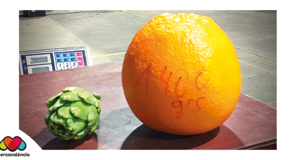 Mercavalència cerca del Record Guiness con la posible “naranja más grande del mundo”