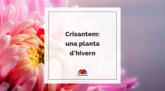 Crisantem: una planta d’hivern