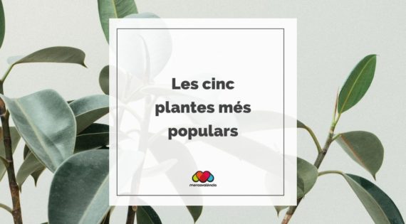 Les cinc plantes més populars