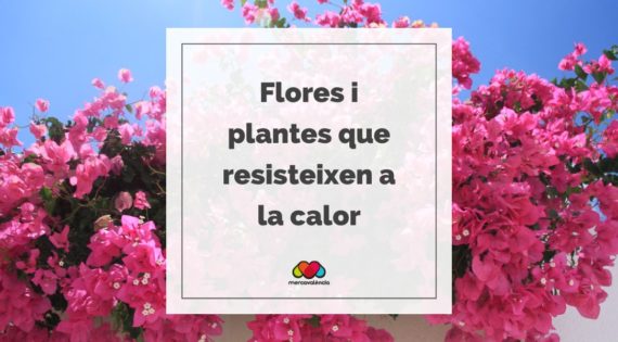 Flores i plantes que resisteixen a la calor